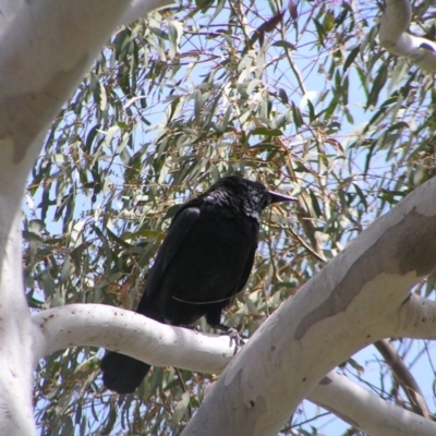 Corvus coronoides (Australian Raven) at Molonglo Valley, ACT - 30 Oct 2022 by MatthewFrawley