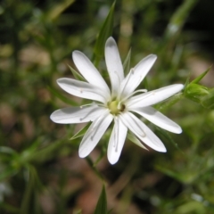 Stellaria pungens (Prickly Starwort) at Molonglo Valley, ACT - 30 Oct 2022 by MatthewFrawley