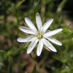 Stellaria pungens at Molonglo Valley, ACT - 30 Oct 2022