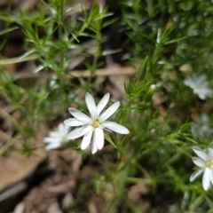 Stellaria pungens at Molonglo Valley, ACT - 30 Oct 2022