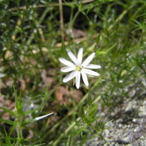 Stellaria pungens at Molonglo Valley, ACT - 30 Oct 2022