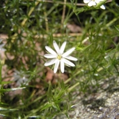 Stellaria pungens at Molonglo Valley, ACT - 30 Oct 2022