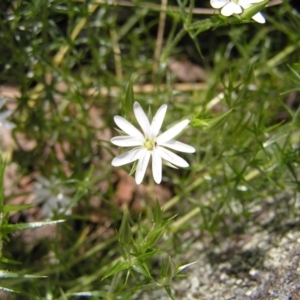 Stellaria pungens at Molonglo Valley, ACT - 30 Oct 2022