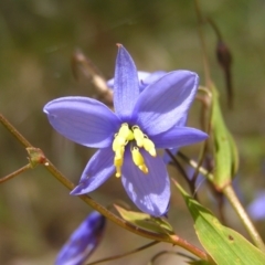 Stypandra glauca (Nodding Blue Lily) at Black Mountain - 30 Oct 2022 by MatthewFrawley