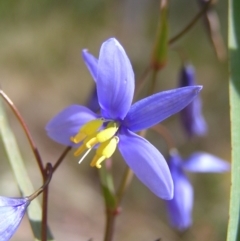 Stypandra glauca at Molonglo Valley, ACT - 30 Oct 2022