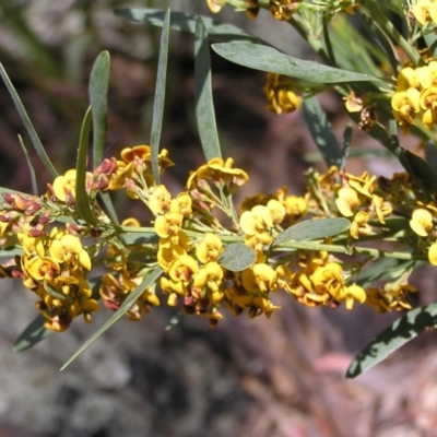 Daviesia mimosoides (Bitter Pea) at Molonglo Valley, ACT - 30 Oct 2022 by MatthewFrawley