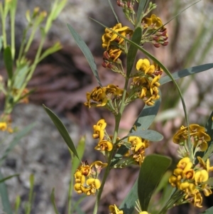 Daviesia mimosoides at Molonglo Valley, ACT - 30 Oct 2022