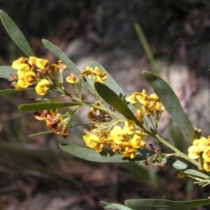 Daviesia mimosoides at Molonglo Valley, ACT - 30 Oct 2022