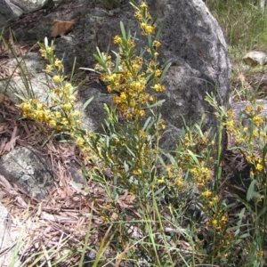 Daviesia mimosoides at Molonglo Valley, ACT - 30 Oct 2022