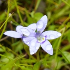 Isotoma fluviatilis subsp. australis (Swamp Isotome) at Stromlo, ACT - 26 Oct 2022 by RobG1