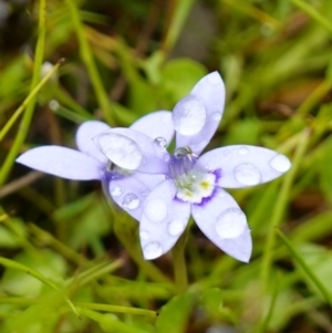 Isotoma fluviatilis subsp. australis at Stromlo, ACT - 26 Oct 2022