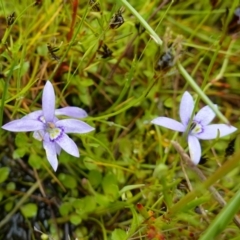 Isotoma fluviatilis subsp. australis at Stromlo, ACT - 26 Oct 2022