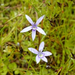 Isotoma fluviatilis subsp. australis at Stromlo, ACT - 26 Oct 2022