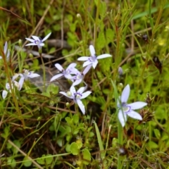 Isotoma fluviatilis subsp. australis at Stromlo, ACT - 26 Oct 2022 11:28 AM