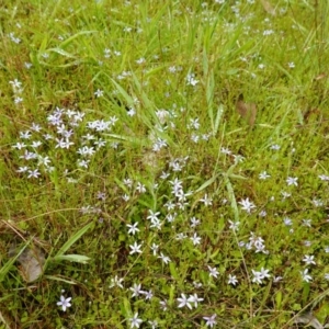 Isotoma fluviatilis subsp. australis at Stromlo, ACT - 26 Oct 2022 11:28 AM