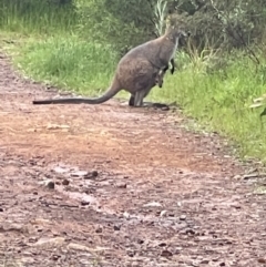 Wallabia bicolor (Swamp Wallaby) at Mount Majura - 30 Oct 2022 by Louisab