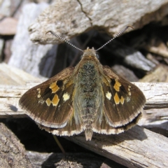 Trapezites phigalia (Heath Ochre) at Molonglo Valley, ACT - 30 Oct 2022 by MatthewFrawley