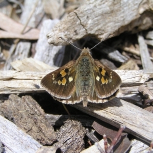 Trapezites phigalia at Molonglo Valley, ACT - 30 Oct 2022