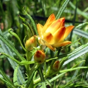 Xerochrysum viscosum at Hawker, ACT - 30 Oct 2022