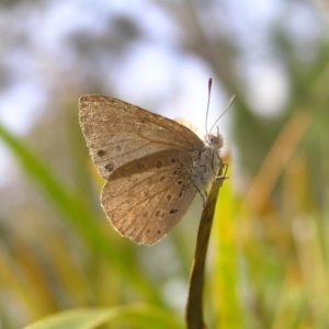 Erina hyacinthina at Molonglo Valley, ACT - 30 Oct 2022 12:27 PM