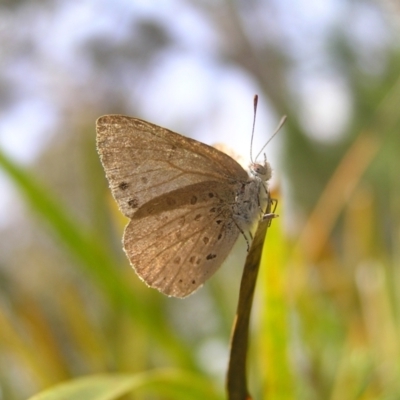 Erina hyacinthina (Varied Dusky-blue) at Molonglo Valley, ACT - 30 Oct 2022 by MatthewFrawley