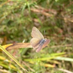 Erina hyacinthina at Molonglo Valley, ACT - 30 Oct 2022 12:27 PM