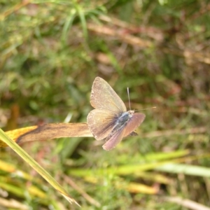 Erina hyacinthina at Molonglo Valley, ACT - 30 Oct 2022