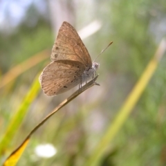 Erina hyacinthina at Molonglo Valley, ACT - 30 Oct 2022 12:27 PM