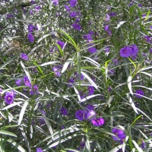 Solanum linearifolium at Molonglo Valley, ACT - 30 Oct 2022