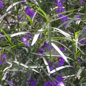 Solanum linearifolium at Molonglo Valley, ACT - 30 Oct 2022