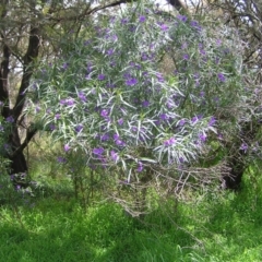Solanum linearifolium at Molonglo Valley, ACT - 30 Oct 2022