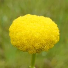 Craspedia variabilis (Common Billy Buttons) at Block 402 - 26 Oct 2022 by RobG1