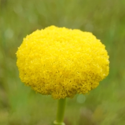 Craspedia variabilis (Common Billy Buttons) at Stromlo, ACT - 26 Oct 2022 by RobG1