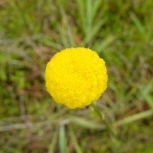 Craspedia variabilis at Stromlo, ACT - suppressed