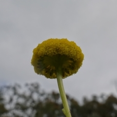 Craspedia variabilis at Stromlo, ACT - suppressed