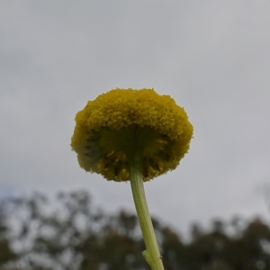 Craspedia variabilis at Stromlo, ACT - suppressed