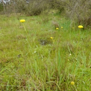 Craspedia variabilis at Stromlo, ACT - suppressed