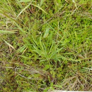 Craspedia variabilis at Stromlo, ACT - suppressed