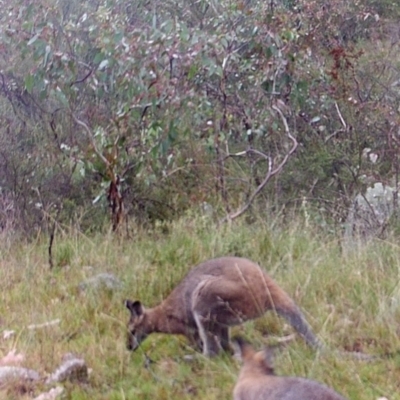 Notamacropus rufogriseus (Red-necked Wallaby) at Mount Taylor - 4 May 2022 by MountTaylorParkcareGroup