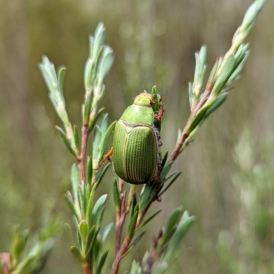 Xylonichus eucalypti (Green cockchafer beetle) at Paddys River, ACT - 28 Oct 2022 by mainsprite