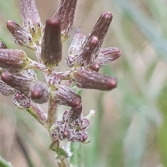 Senecio quadridentatus at Gundaroo, NSW - 31 Oct 2022