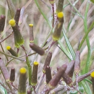 Senecio quadridentatus at Gundaroo, NSW - 31 Oct 2022