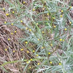 Senecio quadridentatus at Gundaroo, NSW - 31 Oct 2022