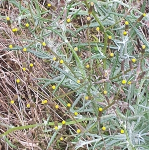 Senecio quadridentatus at Gundaroo, NSW - 31 Oct 2022