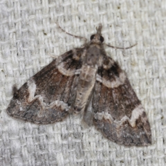 Microdes asystata (A Geometer moth) at O'Connor, ACT - 30 Oct 2022 by ibaird