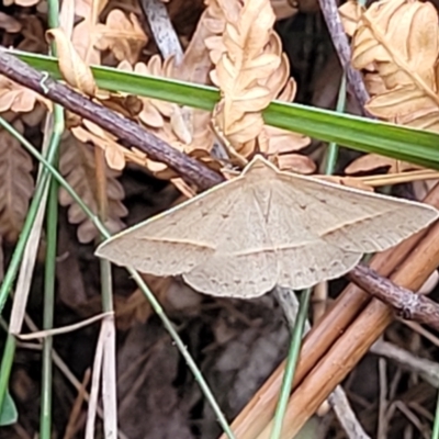 Epidesmia tryxaria (Neat Epidesmia) at Nambucca Heads, NSW - 31 Oct 2022 by trevorpreston