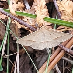 Unidentified Moth (Lepidoptera) (TBC) at Nambucca Heads, NSW - 31 Oct 2022 by trevorpreston