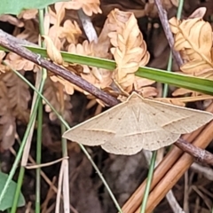Epidesmia tryxaria at Nambucca Heads, NSW - 31 Oct 2022 11:34 AM