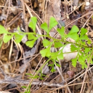 Lindsaea microphylla at Nambucca Heads, NSW - 31 Oct 2022 11:33 AM