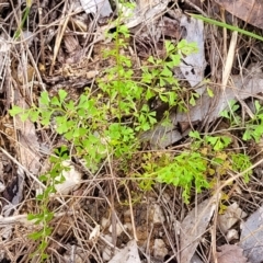 Lindsaea microphylla at Nambucca Heads, NSW - 31 Oct 2022 11:33 AM